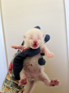 Purebred Siamese Male Kitten Black Collar