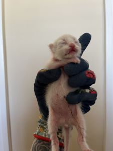 Purebred Siamese Kitten Orange Collar
