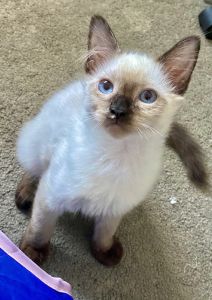 Siamese Kitten for ADOPTION!