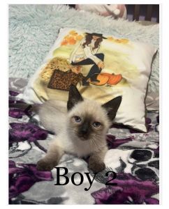 Kittens for adoption