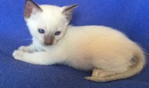 Siamese kittens For Sale