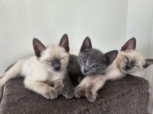 Kittens up for adoption