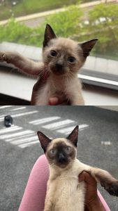 Siamese Kittens ready for new homes