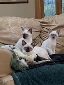 Siamese kittens looking for new home