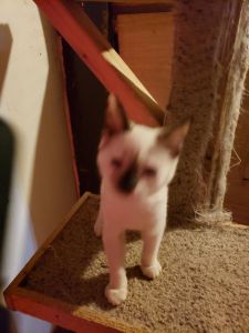 Beautiful snowshoe siamese kittens available .