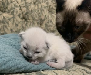 Siamese kittens
