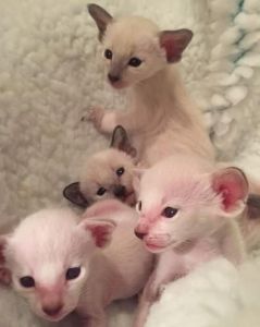 Adorable Siamese Kittens