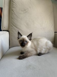 Female Purebred Siamese Kitten ( UnRegistered)