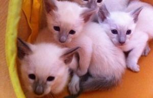 Free Siamese Kittens (***) ***-***0