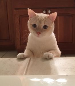 Flame point Siamese and main coon to good home