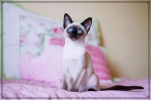 Hypoallergenic CFA Registered Siamese and Balinese in Tennessee