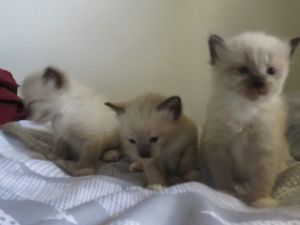 Siamese Kittens