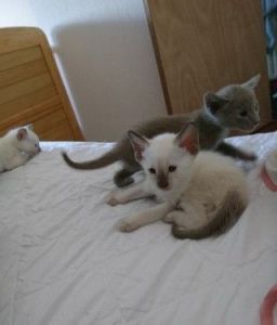 Beautiful Siamese Kitten for sale