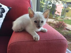 Siamese Pedigree Kittens for sale