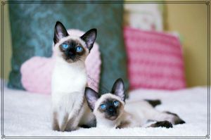 Hypoallergenic CFA registered Balinese and Siamese in Tennessee