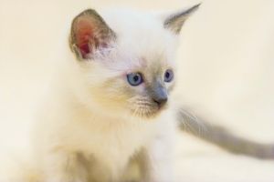 Siamese Kittens For Sale