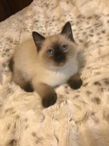 Siamese kitten for sale