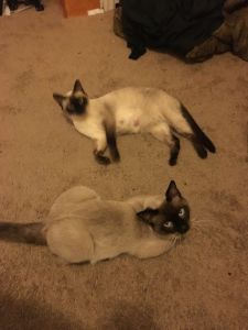 PureBred Siamese Kittens