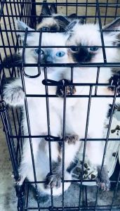 Siamese Cats For Sale!