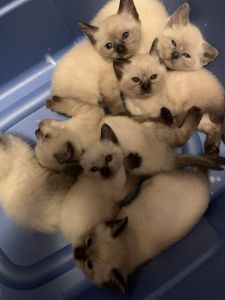 Siamese kittens for sale