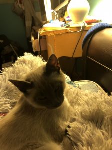 Year old pure bred Siamese cat for sale