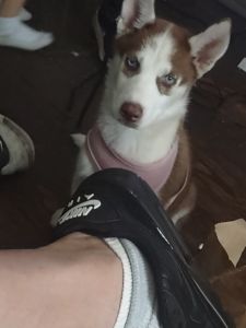 Full blooded Siberian husky