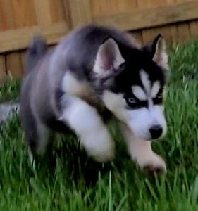 Siberian Huskies Husky
