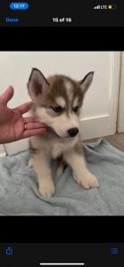 Sibirian husky