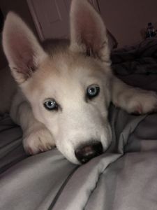 Siberian Husky Pup for Sale