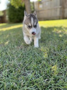 2 Pure Siberian Husky puppies