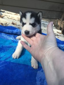 Siberian Husky