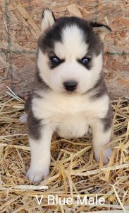 Akc Siberian Husky Pups