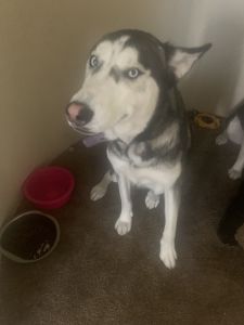 female siberian husky