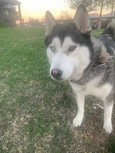 Female Siberian Husky