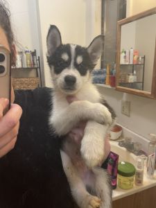 Husky puppies mix