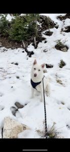 Selling my 10m old puppy.