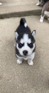 Husky puppy’s for sale price is negotiable