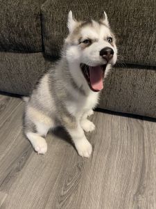 Energized Husky