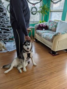 For sale 6 months old Siberian husky