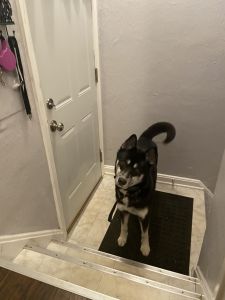 Looking for my FUR-EVER home