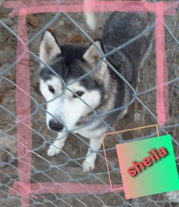 For sale Siberian husky