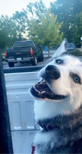 Rehoming siberian husky