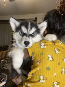 Wooly Siberian husky puppies