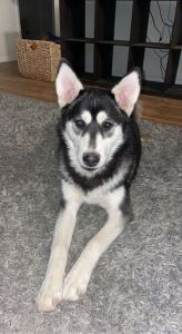 7 month old husky