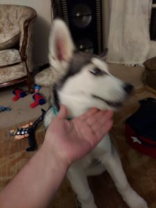 7 month old husky
