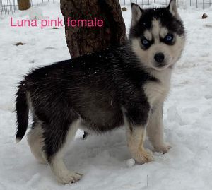 Akc Siberian Husky Pups
