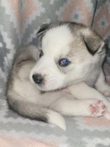 Siberian husky