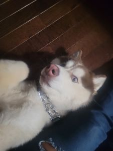 Beautiful Siberian Husky