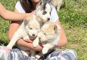 Puppies for sale