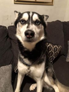 Whole blooded Husky 2 and half years old.